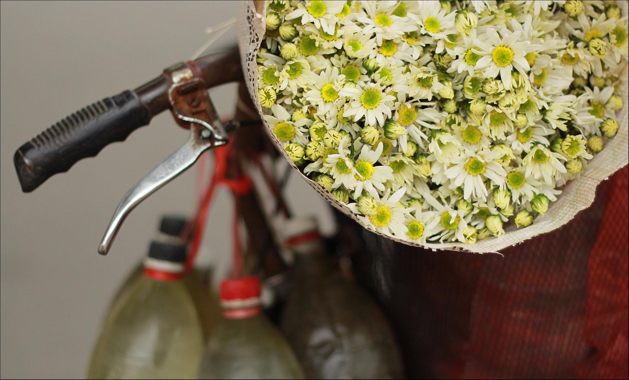 Những mùa hoa tuyệt đẹp trong bộ ảnh Dấu ấn Việt Nam ảnh 15 Nhung mua hoa tuyet dep trong bo anh Dau an Viet Nam anh 15