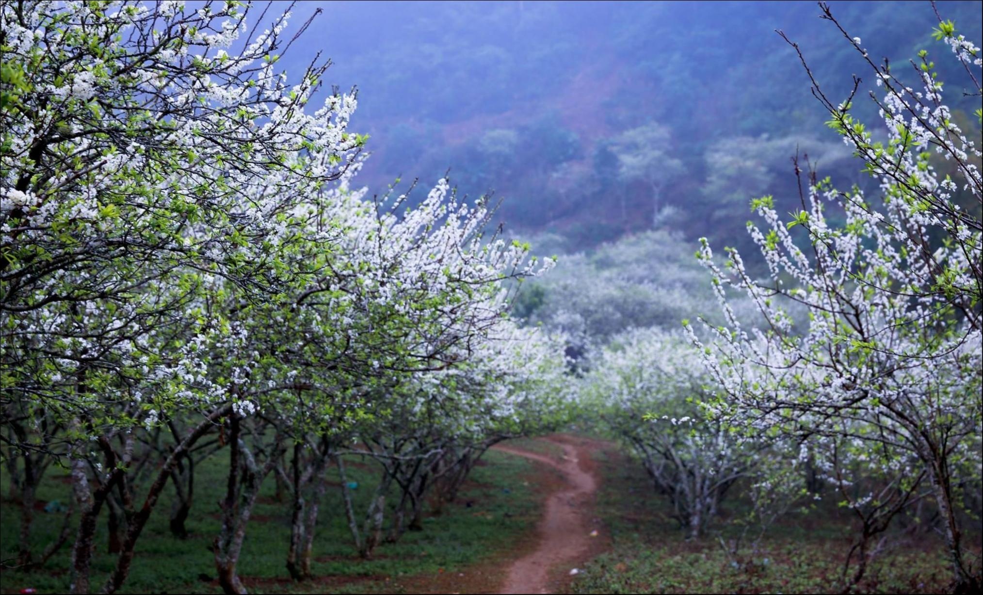 Những mùa hoa tuyệt đẹp trong bộ ảnh Dấu ấn Việt Nam ảnh 1 Nhung mua hoa tuyet dep trong bo anh Dau an Viet Nam anh 1