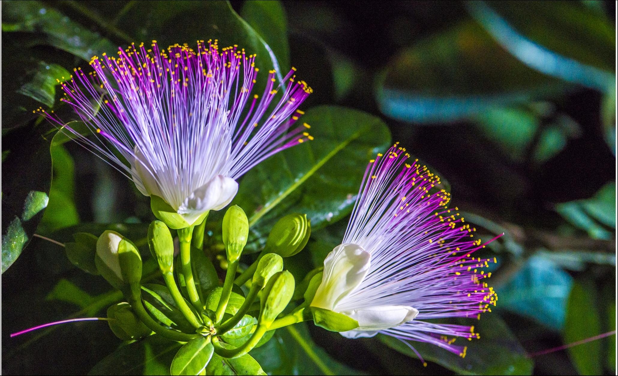 Những mùa hoa tuyệt đẹp trong bộ ảnh Dấu ấn Việt Nam ảnh 4 Nhung mua hoa tuyet dep trong bo anh Dau an Viet Nam anh 4