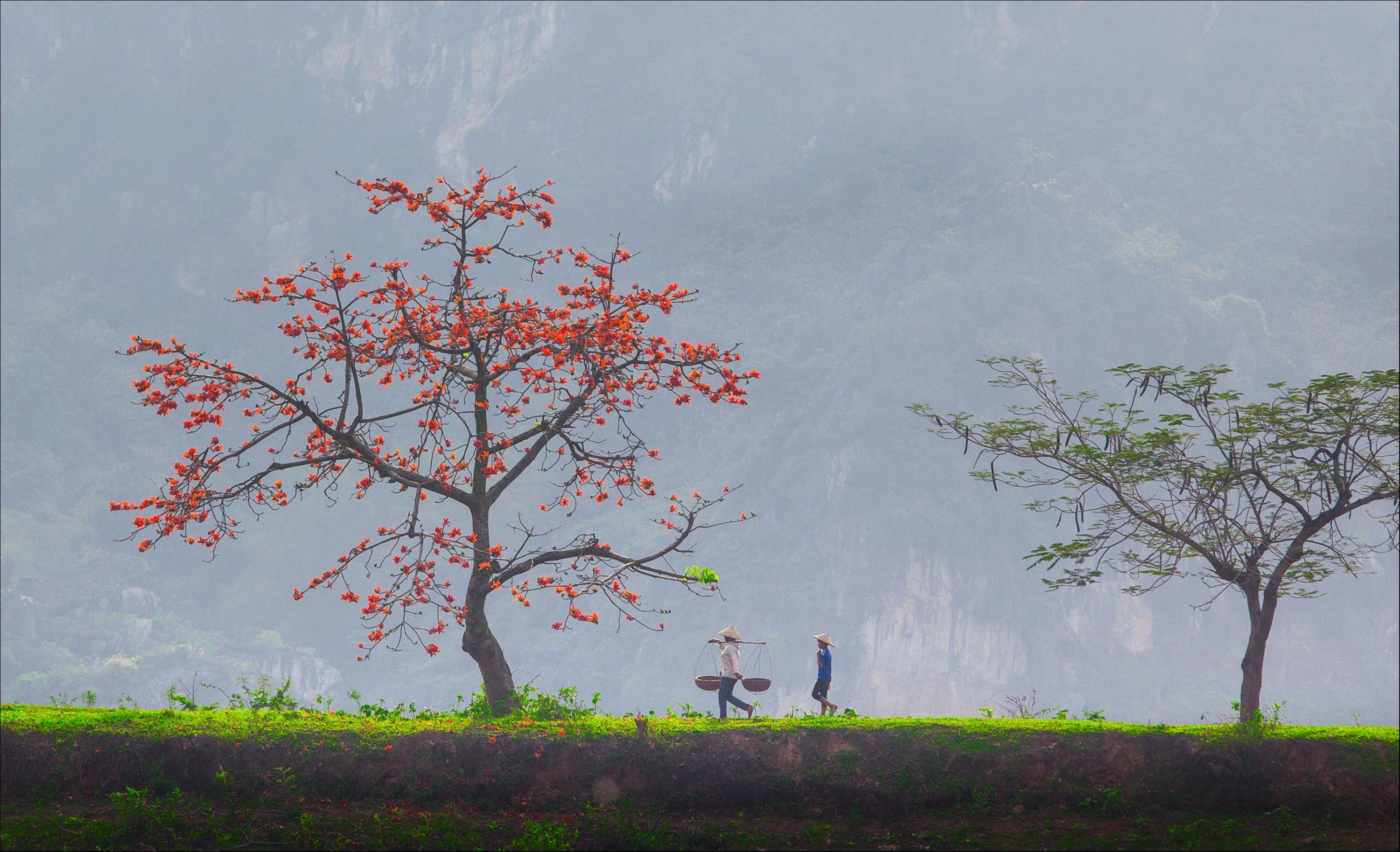 Những mùa hoa tuyệt đẹp trong bộ ảnh Dấu ấn Việt Nam ảnh 5 Nhung mua hoa tuyet dep trong bo anh Dau an Viet Nam anh 5
