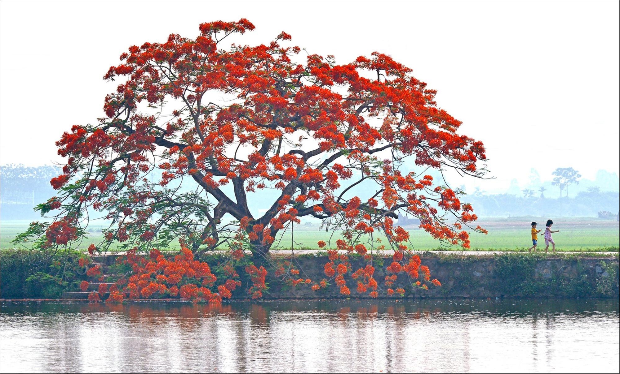 Những mùa hoa tuyệt đẹp trong bộ ảnh Dấu ấn Việt Nam ảnh 6 Nhung mua hoa tuyet dep trong bo anh Dau an Viet Nam anh 6