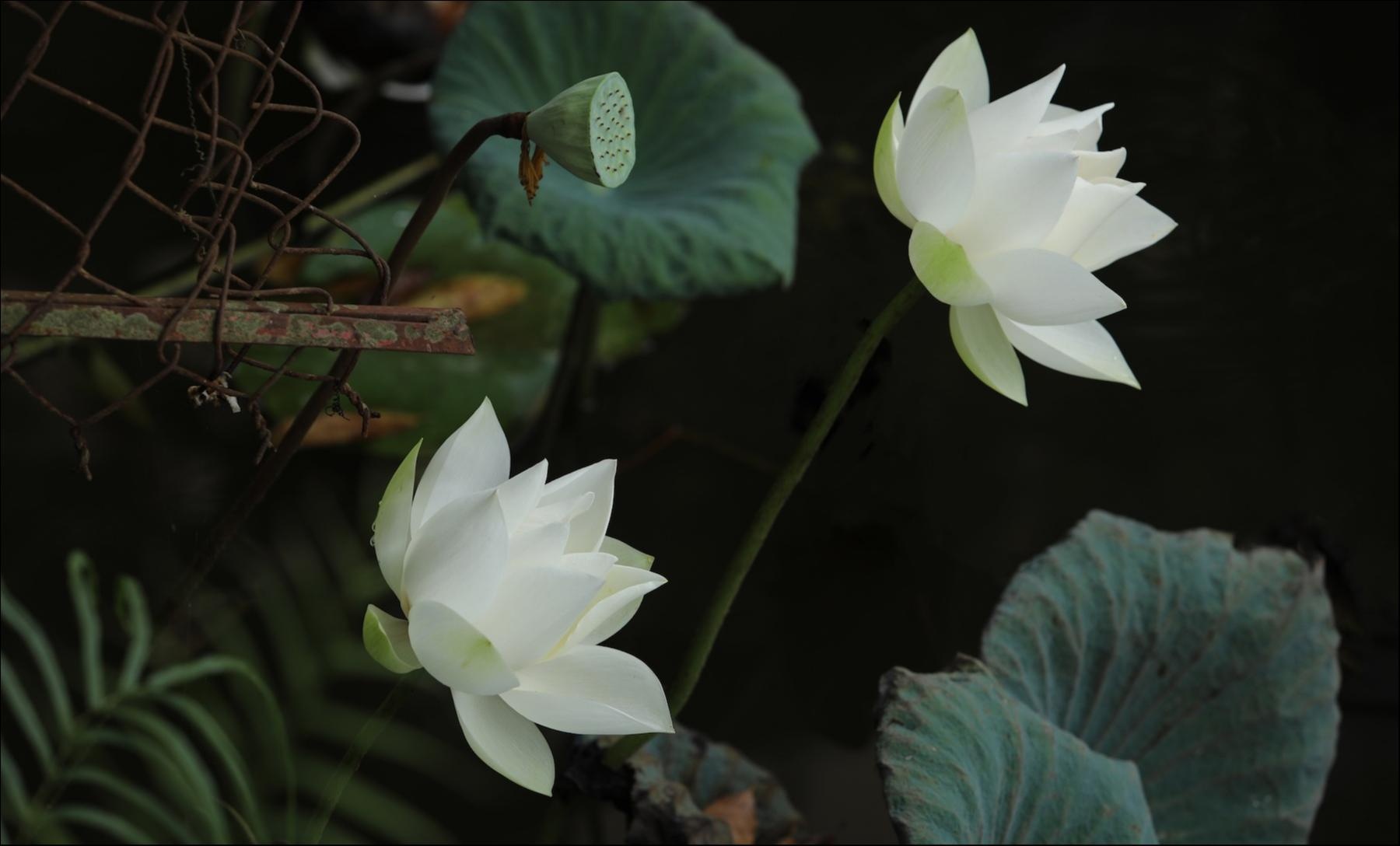 Những mùa hoa tuyệt đẹp trong bộ ảnh Dấu ấn Việt Nam ảnh 9 Nhung mua hoa tuyet dep trong bo anh Dau an Viet Nam anh 9