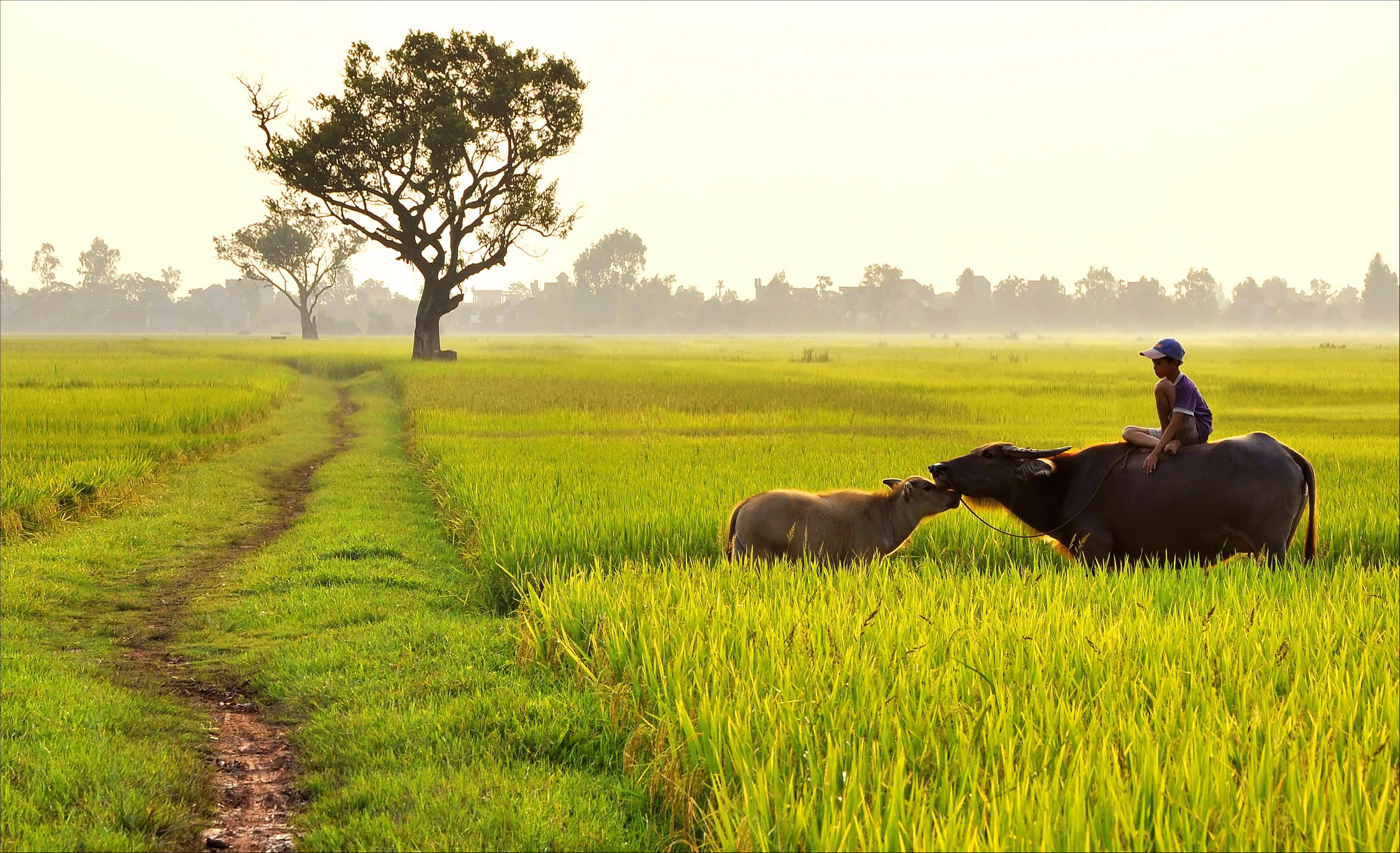 Top 20 anh tot nhat cuoc thi Dau an Viet Nam do giam khao binh chon anh 19