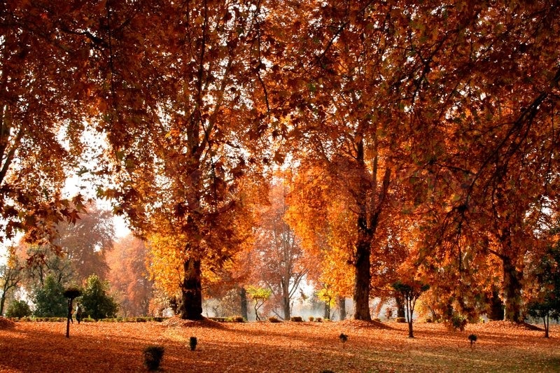 Nhung diem den ly tuong de trai nghiem mua thu An Do hinh anh