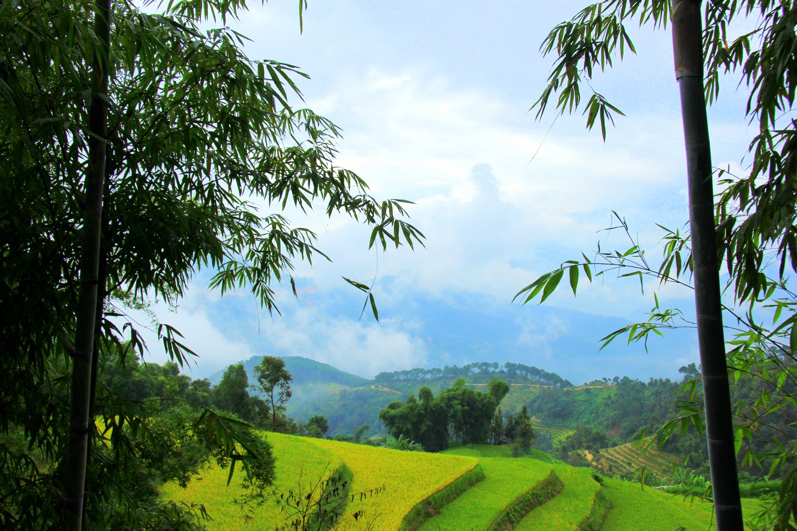 mua lua chin,  ruong bac thang anh 8
