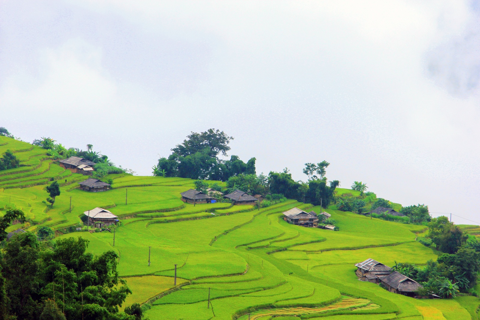 mua lua chin,  ruong bac thang anh 10