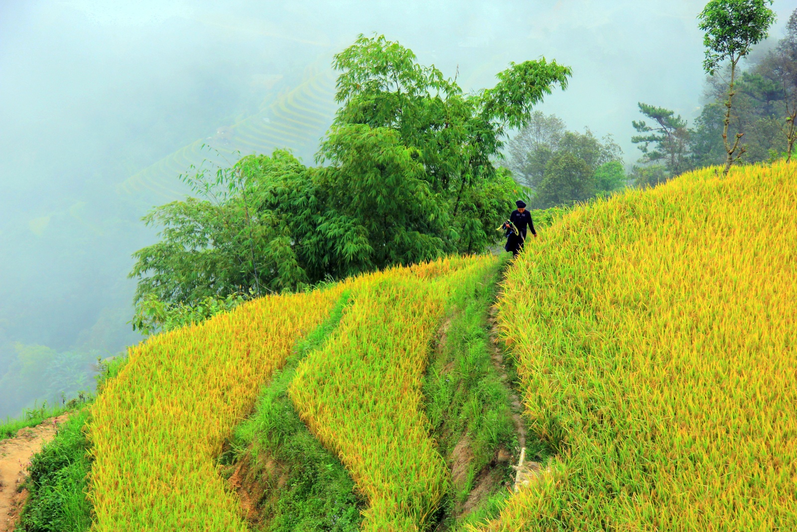 mua lua chin,  ruong bac thang anh 7