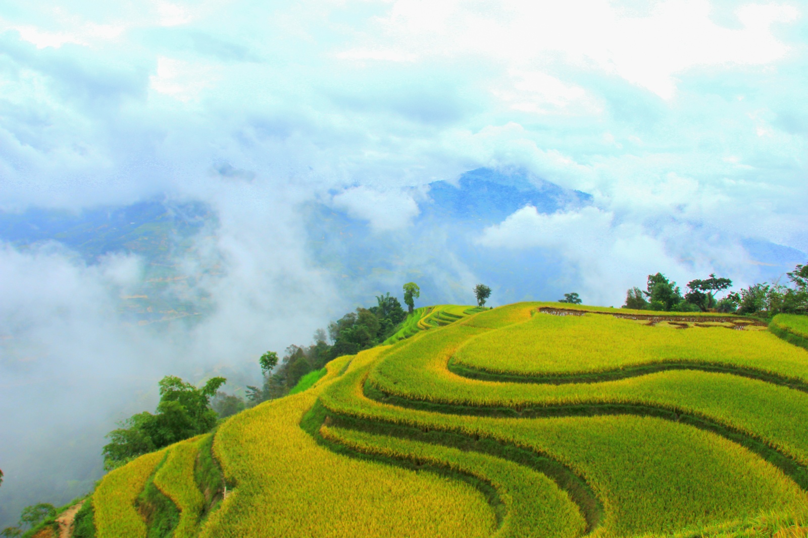 mua lua chin,  ruong bac thang anh 3