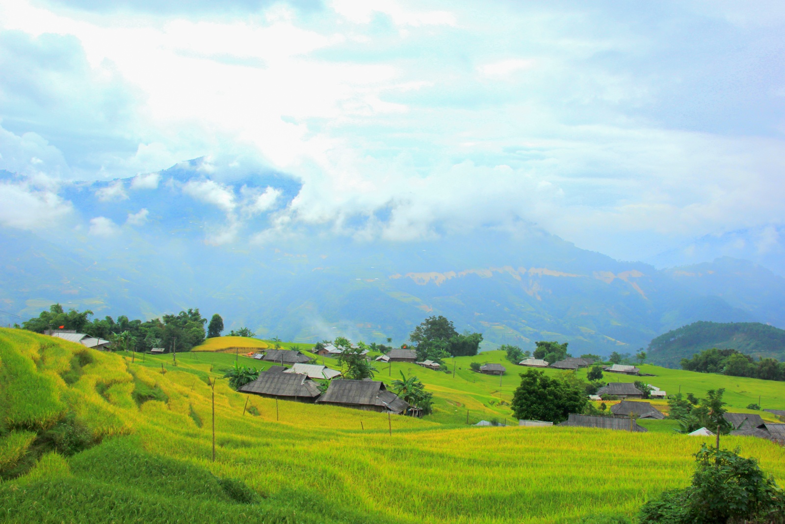 mua lua chin,  ruong bac thang anh 9