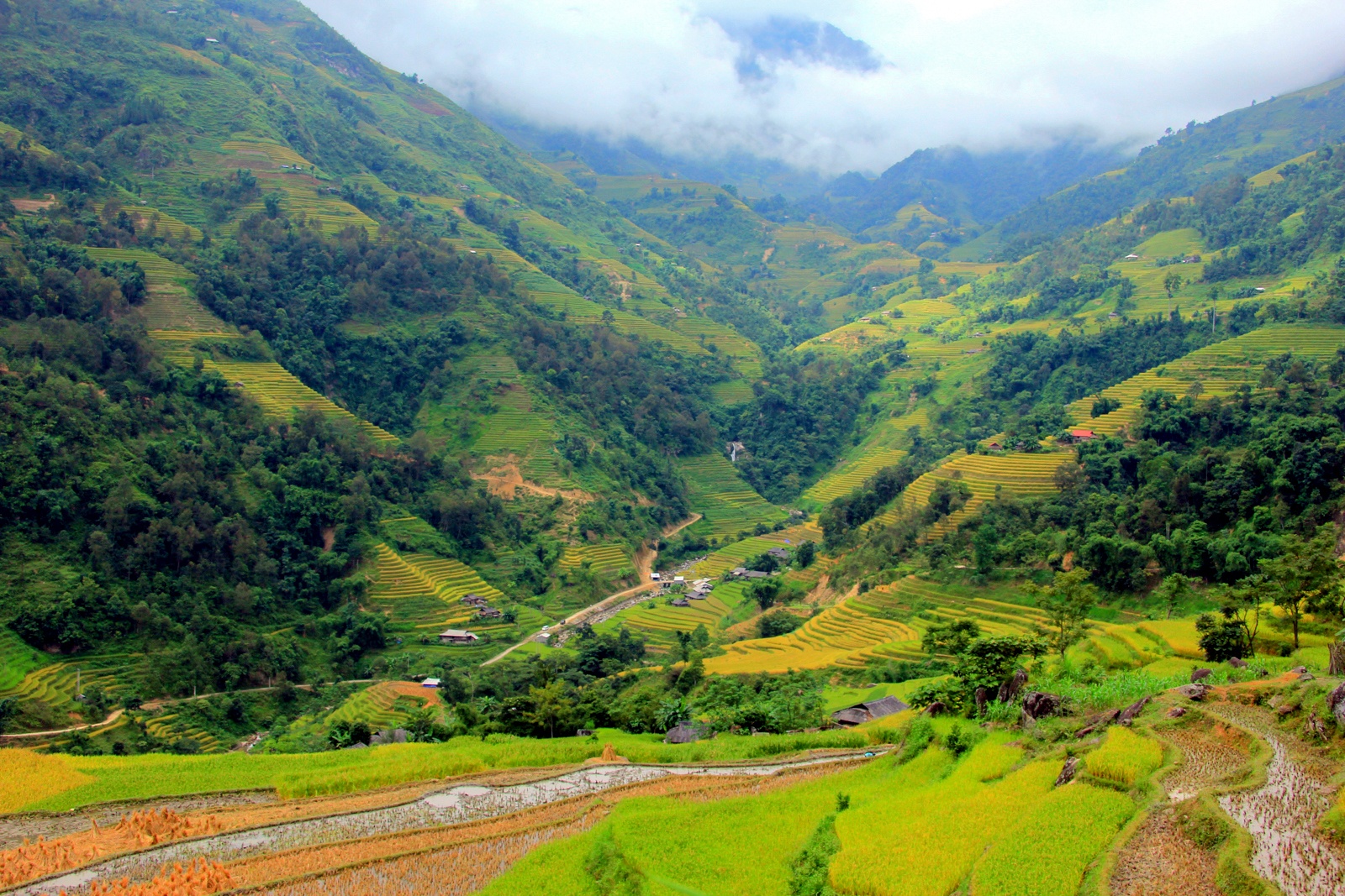 mua lua chin,  ruong bac thang anh 1