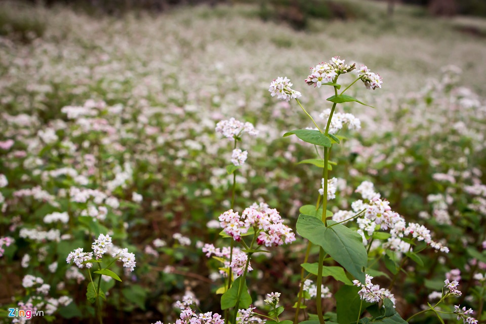 Trac nghiem cac diem du lich vao mua thu anh 5