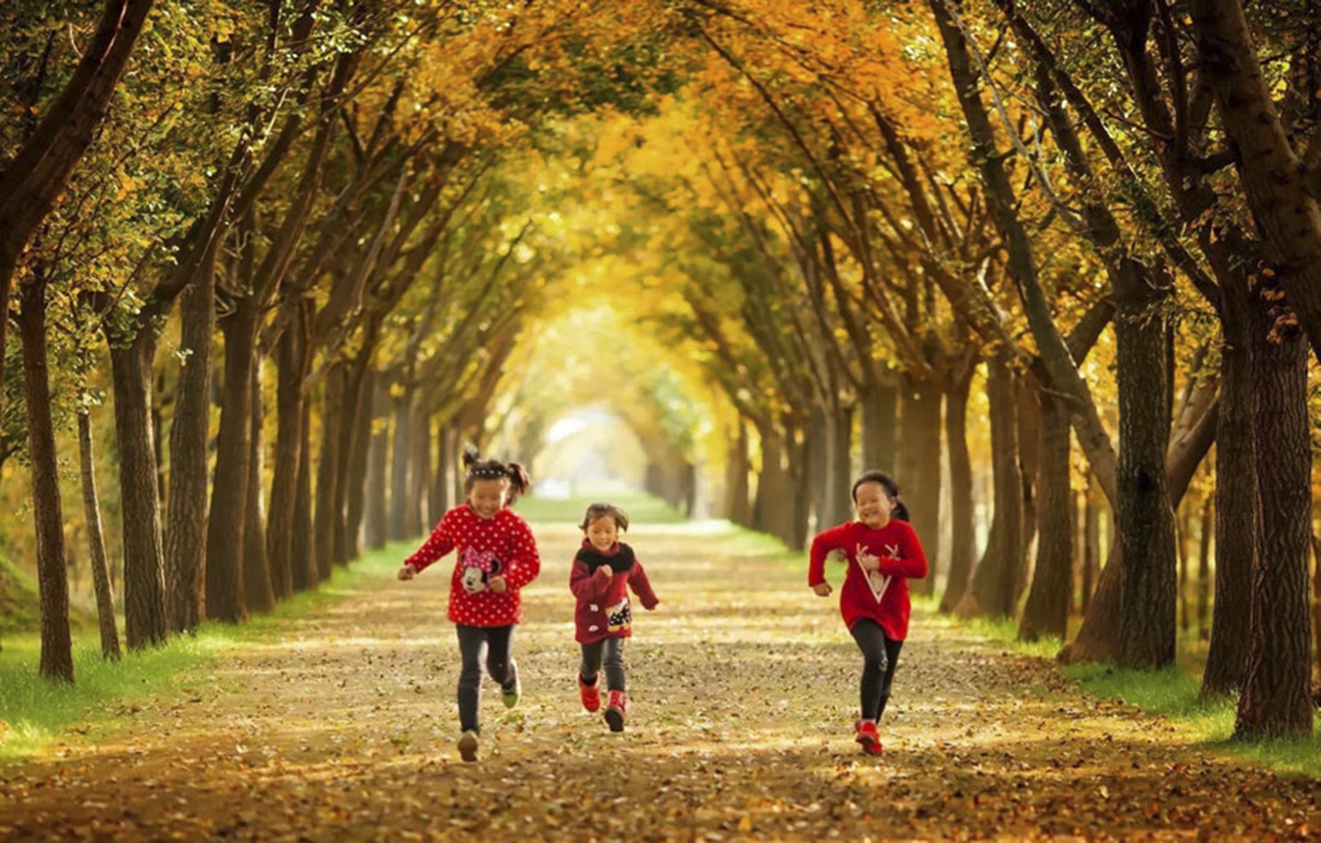 Nhung duong cay mua thu dep nhat the gioi anh 6