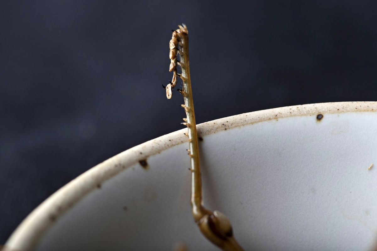 nha hang con trung anh 9