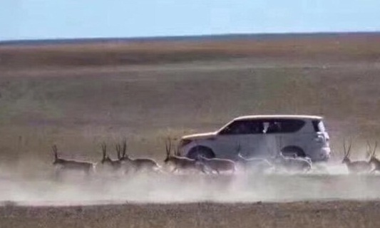 Khach du lich bi phat hon 360 trieu do duoi theo linh duong chup anh hinh anh