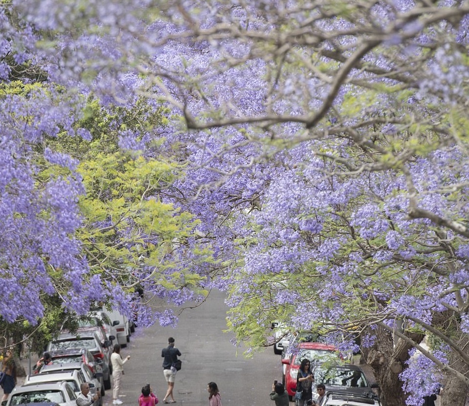 phuong tim o Australia anh 10