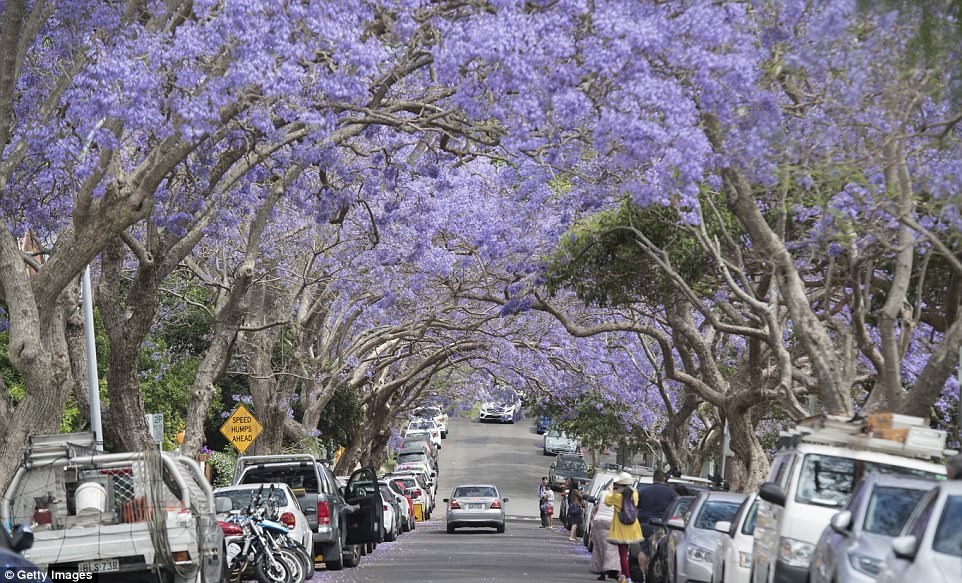 phuong tim o Australia anh 7