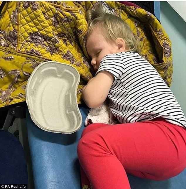 bé gái nhập viện do mèo cào ảnh 1 be gai nhap vien do meo cao anh 1