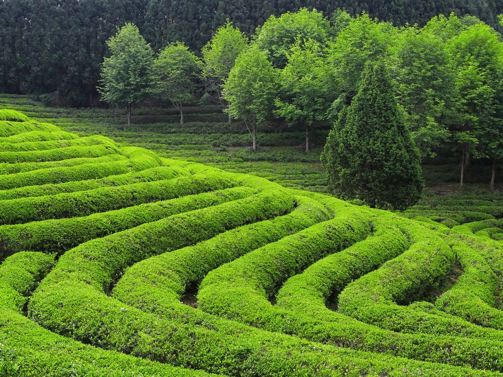 Nhung dia diem khong the bo qua khi den Han Quoc anh 4