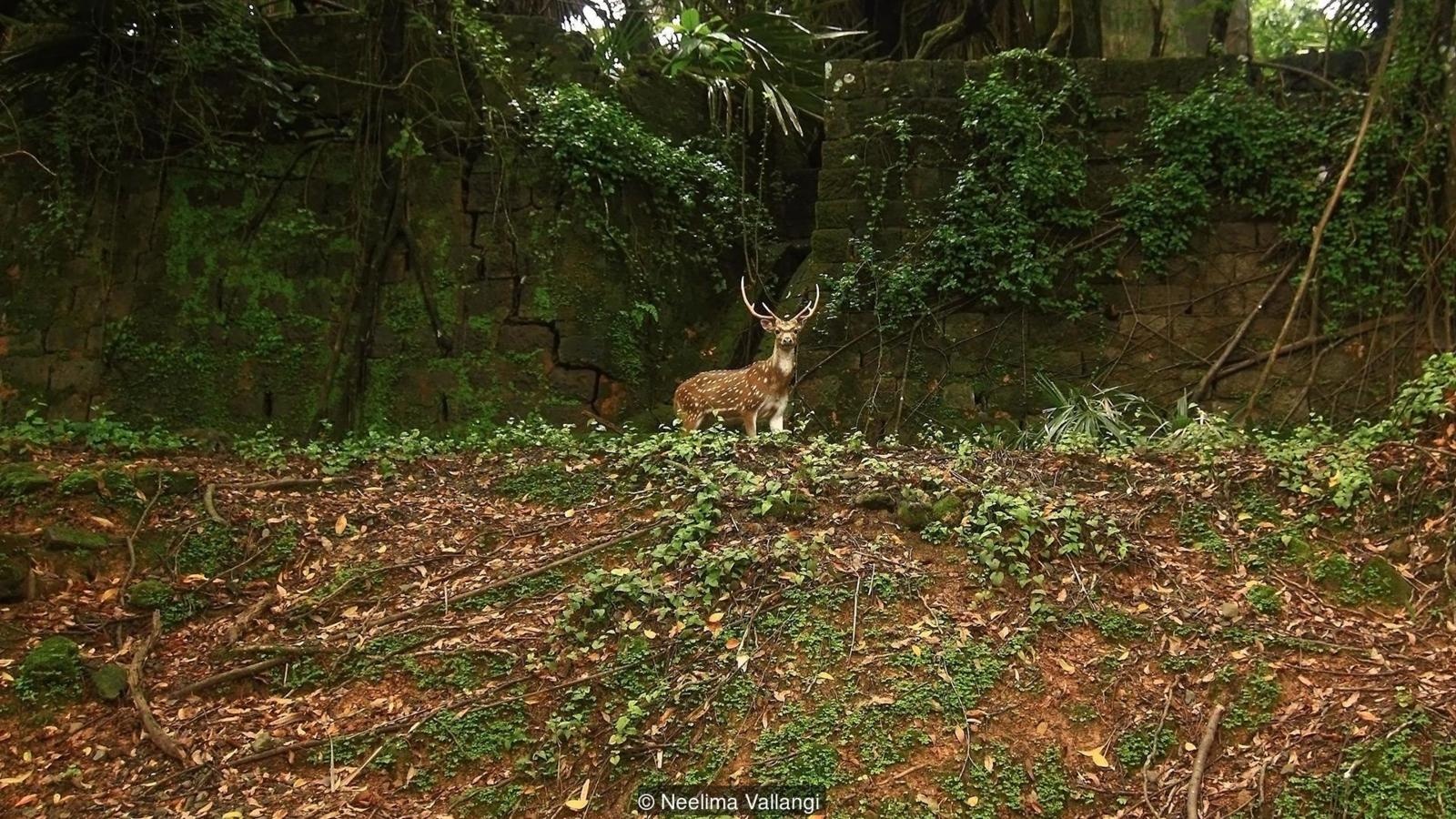 Hon dao 'ma' giua long An Do Duong anh 6