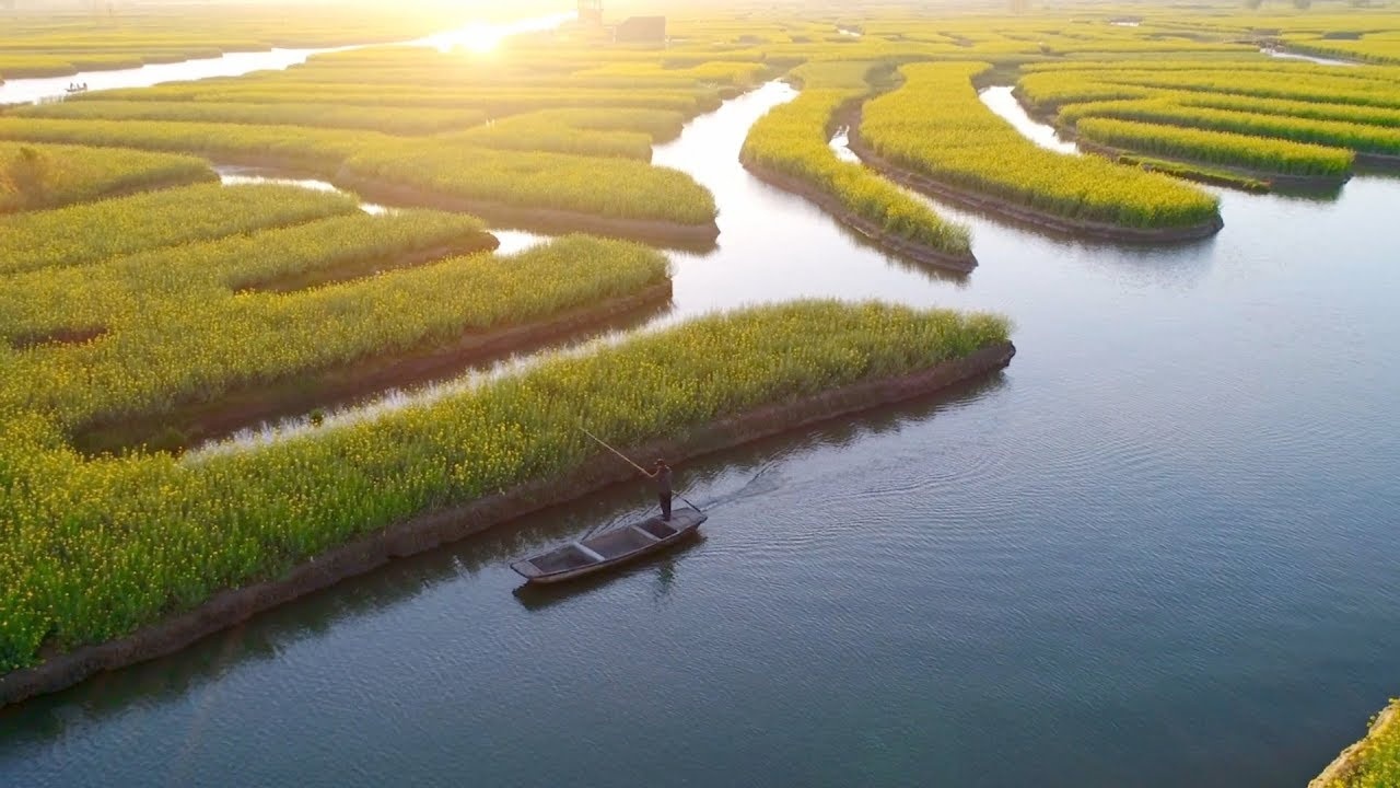 Thich thu voi canh dong hoa cai o Trung Quoc hinh anh