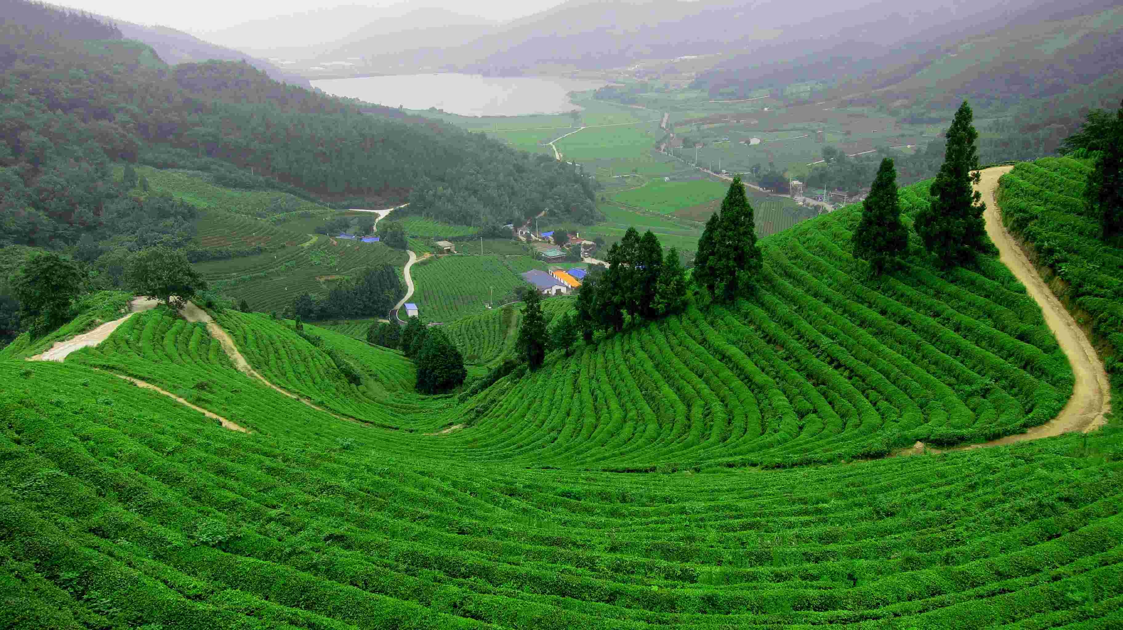 Điểm đến lý tưởng dành cho người yêu thích trà ảnh 6 Diem den ly tuong danh cho nguoi yeu thich tra anh 6