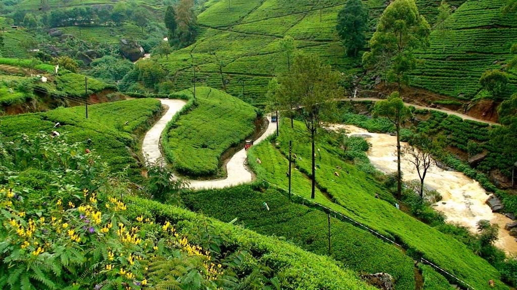 Điểm đến lý tưởng dành cho người yêu thích trà ảnh 5 Diem den ly tuong danh cho nguoi yeu thich tra anh 5