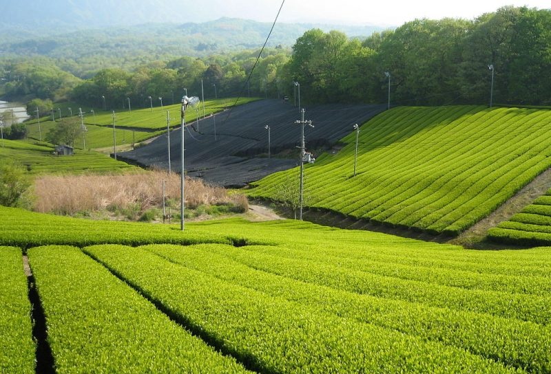 Điểm đến lý tưởng dành cho người yêu thích trà ảnh 7 Diem den ly tuong danh cho nguoi yeu thich tra anh 7