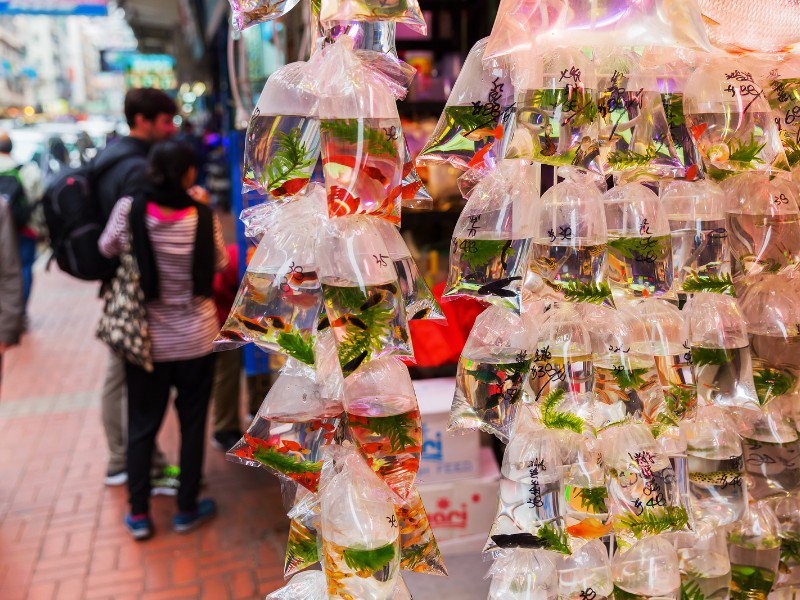 10 khu cho duong pho noi tieng o Hong Kong hinh anh