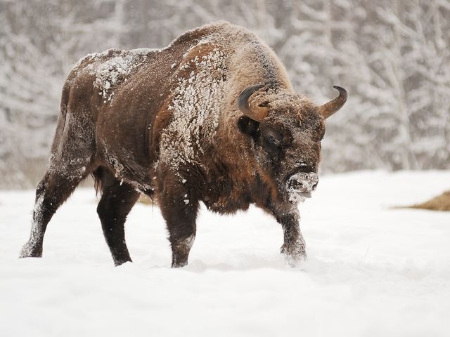 Dong vat bieu tuong cua cac nuoc tren the gioi anh 4