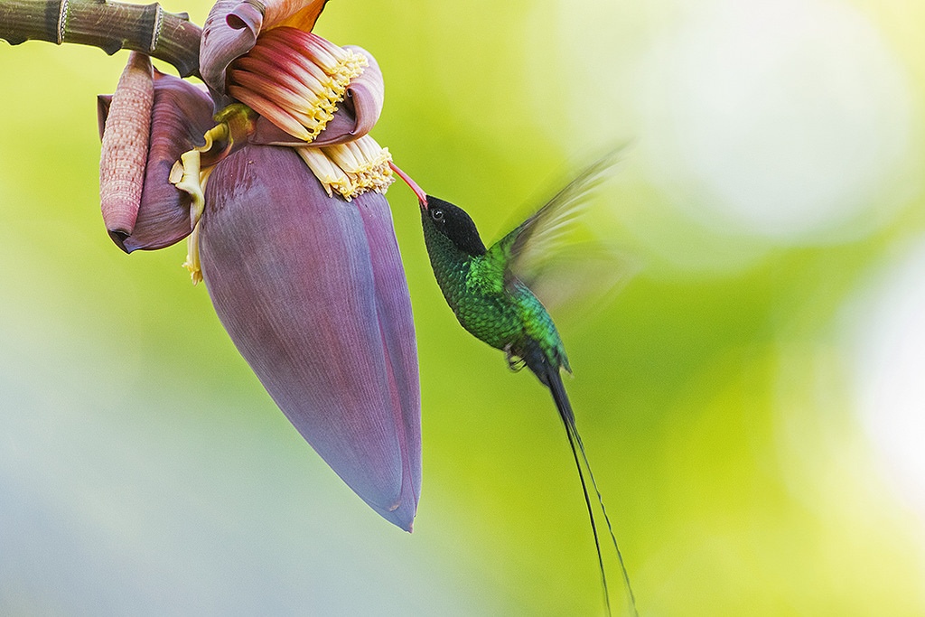 Dong vat bieu tuong cua cac nuoc tren the gioi anh 5