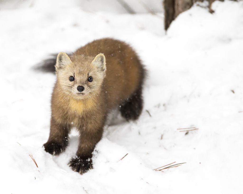 Dong vat bieu tuong cua cac nuoc tren the gioi anh 1