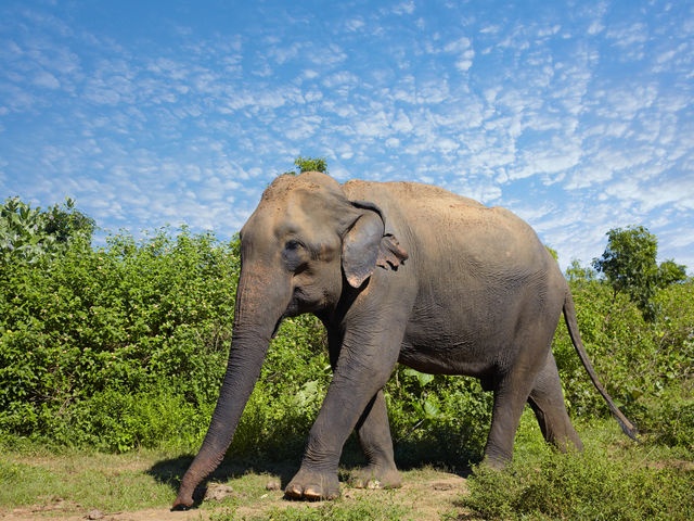 Voi la bieu tuong cua quoc gia Dong Nam A nao? hinh anh