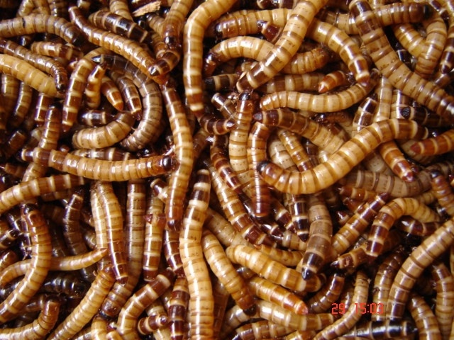 'Sieu sau' Trung Quoc co thuc su la hiem hoa? hinh anh