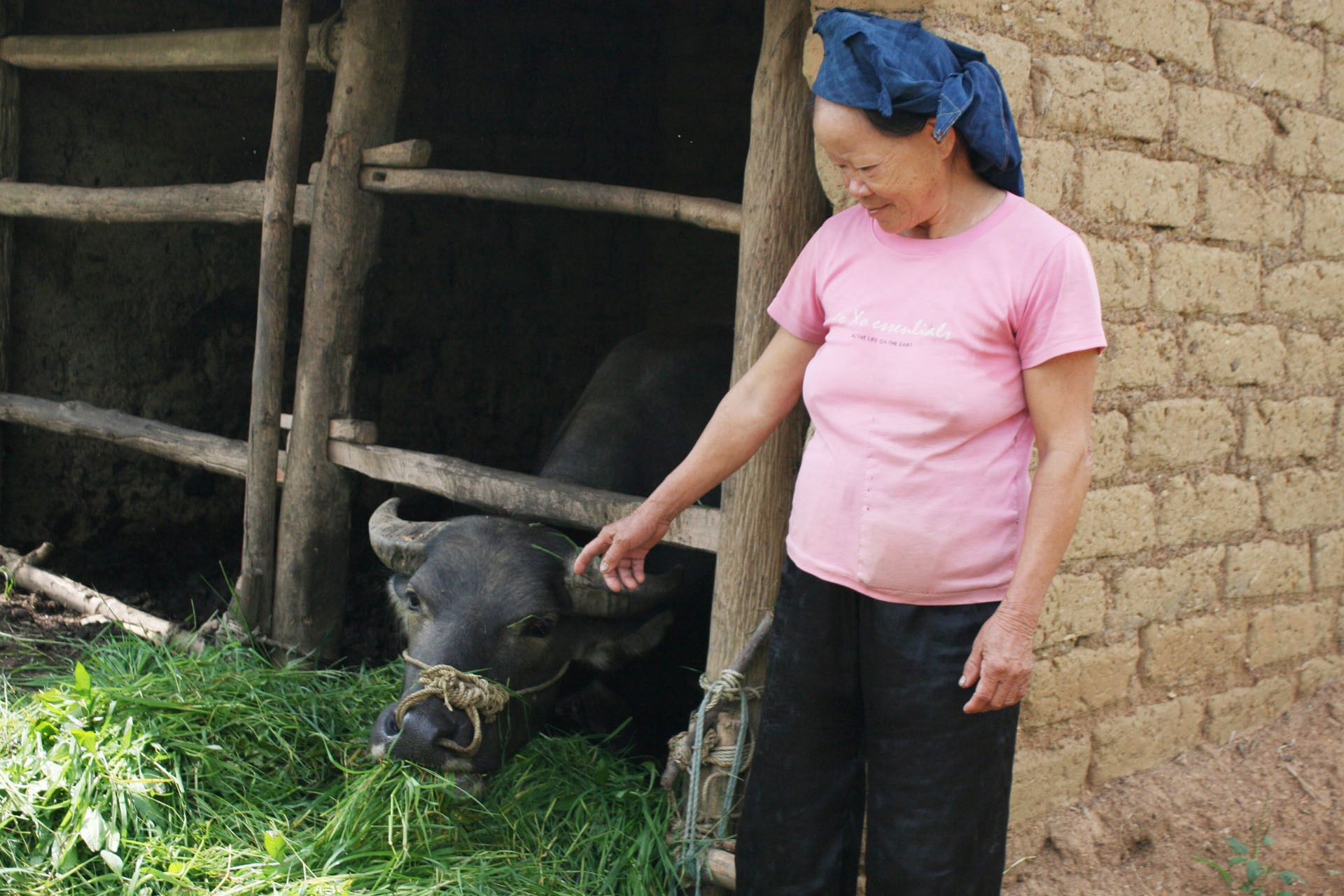 Gia đình bà Trần Thị Yên may mắn tìm lại được trâu sau nhiều giờ tìm kiếm trong đêm tối sau đi bị trộm dắt đi.