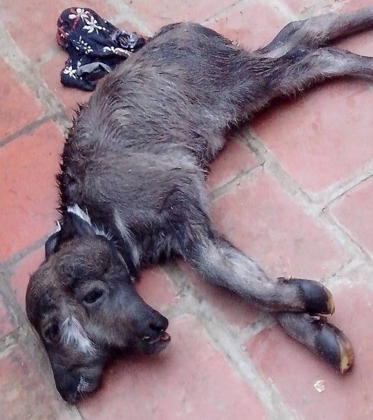 Con nghé kỳ lạ đã tử vong sau khi sinh.