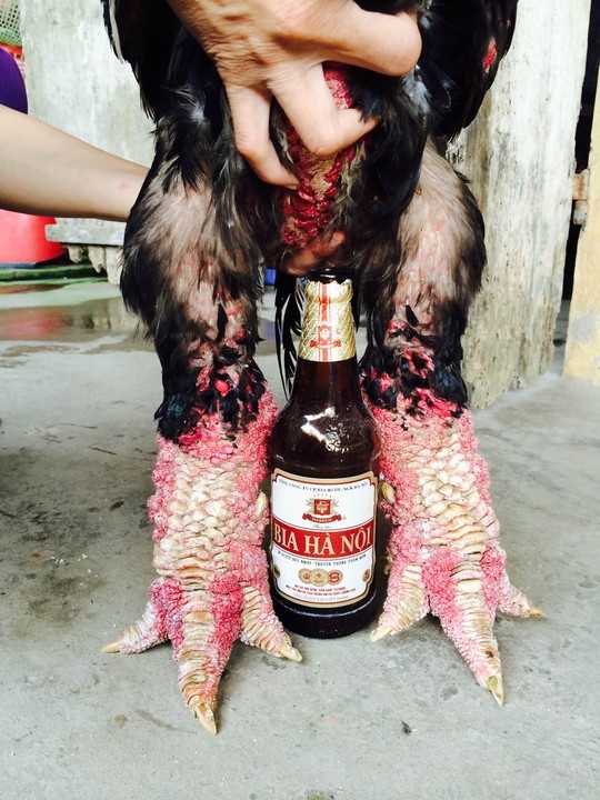 Anh Giang Tuấn Vũ, chủ trại gà ông Phúc ở xóm Trung Đình, thôn Đông Tảo Đông, cho biết ngày 2-9-2014, anh đã bán cho một đại gia ở Bình Dương một cặp gà trị giá 51 triệu đồng, trong đó con gà trống nặng 6,3 kg giá 35 triệu đồng (tương đương hơn 5,5 triệu đồng/kg); còn con gà mái nặng 3,5 kg giá 16 triệu đồng. Trước đó, vào đầu tháng 4-2012, gia đình ông Hiệu Len cũng ở xóm Trung Đình đã bán được một cặp gà trống, mái cho một đại gia ở TP HCM với giá cao kỉ lục là 70 triệu đồng/cặp.