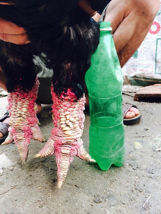 Con gà trống nặng 6,3 kg này có chân to như chai bia được trại gà ông Phúc bán cho một đại gia ở Bình Dương hồi tháng 9-2014 với giá 35 triệu đồng. Ảnh do chủ trại gà cung cấp