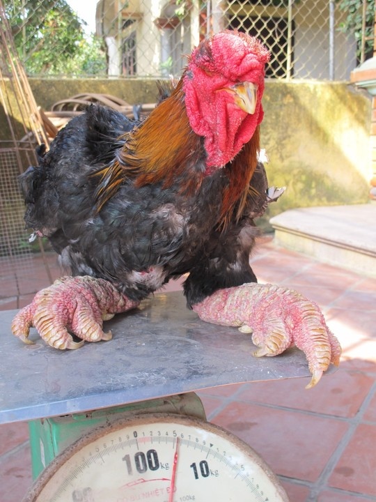 Một chú gà trống Đông Tảo trưởng thành nặng gần 6 kg, thậm chí còn có thể nặng hơn 7 kg