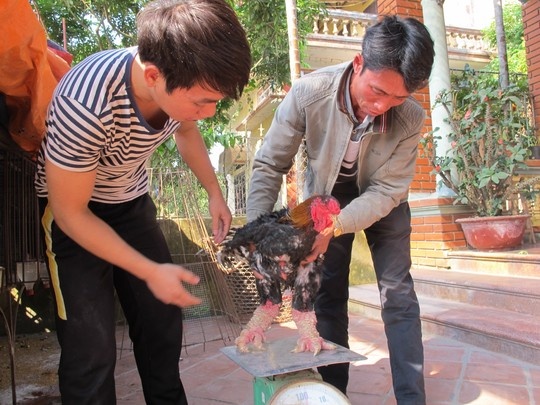 Cụ Lê Kế Kết ở xóm Cao Nền, thôn Đông Tảo Đông bên con gà Đông Tảo thuần chủng