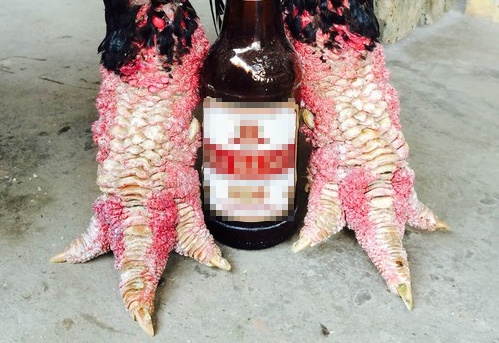 Cap 'chan rong' ga Dong Tao gia 1 cay vang SJC hinh anh