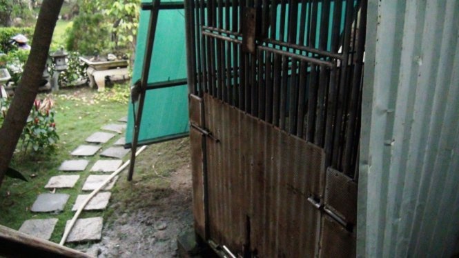 Con gau nang 100 kg can dut canh tay be 3 tuoi o Sai Gon hinh anh