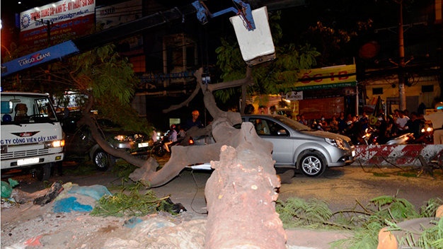 Cây xanh đè lên hai chiếc ô tô và một xe máy.