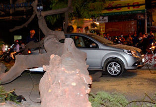 Cay xanh bat goc de hai oto ngay gio cao diem hinh anh