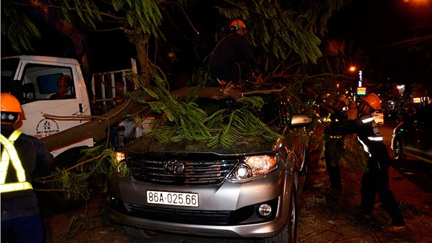 Cây ngã vào giờ cao điểm.