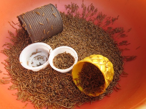 Cho sau bo doc dao o Sai Gon hinh anh