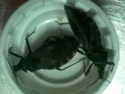 Bo xit hut mau tai xuat o TP HCM hinh anh