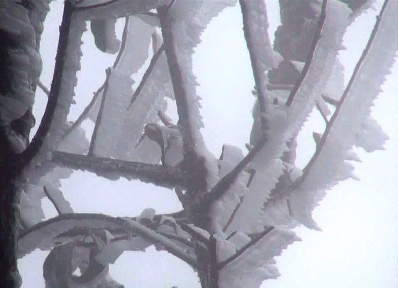 Dinh Phia Oac -8 do C, bang tuyet phu kin hinh anh