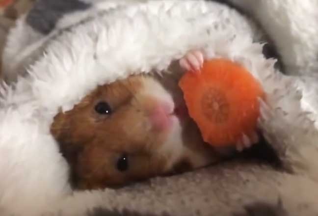 Hamster dap chan an ca rot hinh anh