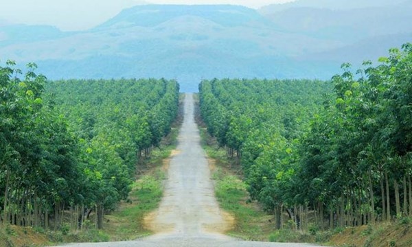 HAGL Agrico tiếp tục lỗ nặng ảnh 1 HAGL Agrico tiep tuc lo nang anh 1