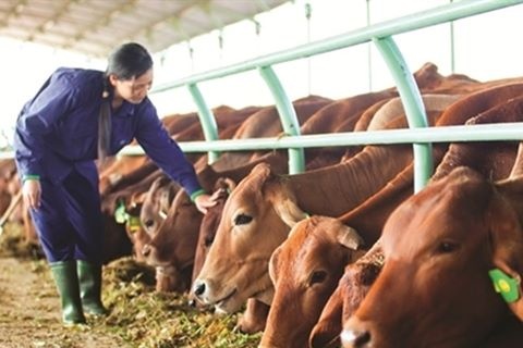 Hoàng Anh Gia Lai thua lỗ ảnh 2 Hoang Anh Gia Lai thua lo anh 2